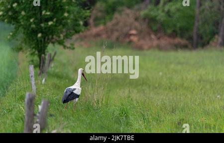 Ein Storch auf einer Wiese bei einem Nieselregen. Symbol des Frühlings ...