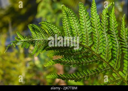 Sporangienhaufen auf einem Farn. Sporanges-Gruppen auf Farnblättern. Reproduktion von Polypodiopsida oder Polypodiophyta. In der Natur. Stockfoto