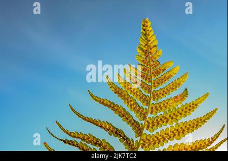 Farn am Himmel. Sporangienhaufen auf einem Farn. Sporanges-Gruppen auf Farnblättern. Reproduktion von Polypodiopsida oder Polypodiophyta. In der Natur Stockfoto