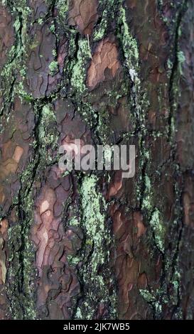 Die Rinde der Fichte in Nahaufnahme. Nasse Fichtenrinde, Hintergrund mit dem Aussehen einer Fichtenrinde, die abgerundete Formen bildet. Stockfoto