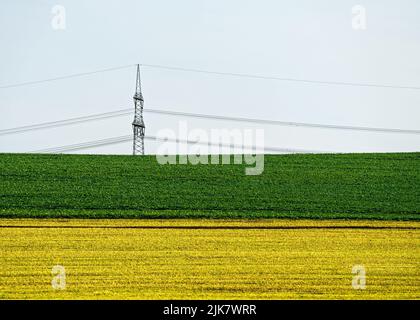 Ein Feld auf einem Hügel im Herbst folgt ein leuchtend gelber Pflanzstreifen von einer grünen Fläche, im Hintergrund ein großer Strommast eines Overhead Power lin Stockfoto