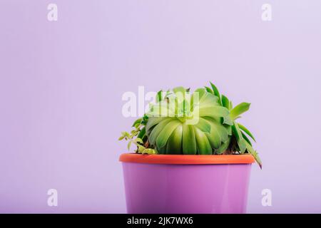 Sukulente Pflanze gewöhnlicher Hauswurz Sempervivum tectorum in einem Topf auf violettem Hintergrund, Nahaufnahme. Stockfoto