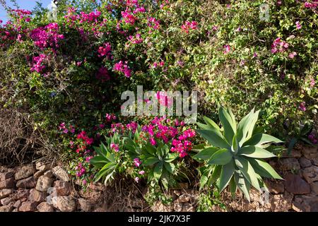 Raposeira, Portugal. 20.. Juli 2022. Über einer Wand im Garten wachsen Dreifachblüten und Agaven. Quelle: Viola Lopes/dpa/Alamy Live News Stockfoto