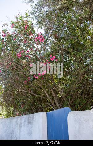 Raposeira, Portugal. 20.. Juli 2022. Rosa Oleanderblumen blühen hinter einer Mauer in einem Dorf nahe der Küste. Quelle: Viola Lopes/dpa/Alamy Live News Stockfoto