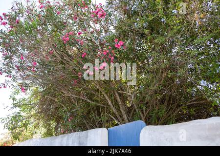 Raposeira, Portugal. 20.. Juli 2022. Rosa Oleanderblumen blühen hinter einer Mauer in einem Dorf nahe der Küste. Quelle: Viola Lopes/dpa/Alamy Live News Stockfoto