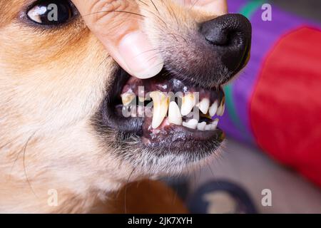 Zahnstein auf den Zähnen eines Hundes aus nächster Nähe Stockfoto