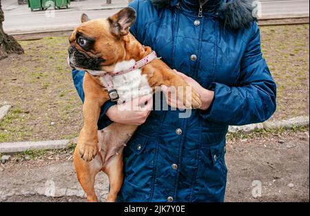 Eine Frau hält einen niedlichen kleinen französischen Bulldogge mit Rehkitz in der Hand. Stockfoto