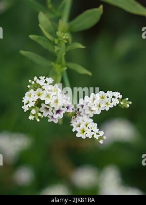 Nahaufnahme der sich abwickelnde Salzheloptropenblüten. Stockfoto