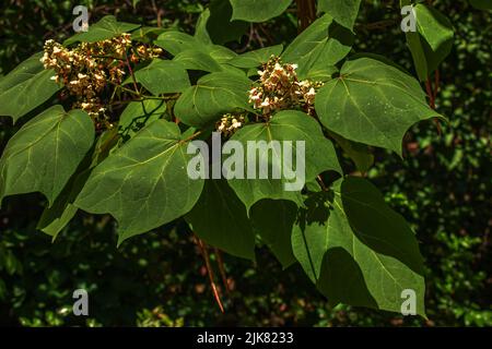 Nahaufnahme von Catalpa oder catawba mit großen, herzförmigen Blättern, die im Sommer bei hellem Sonnenlicht mit auffälligen, weißen Blüten blühen. Stockfoto