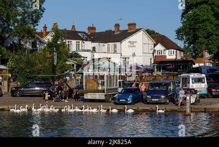 Der Pub The Swan am Ufer der Themse ist an einem heißen, sonnigen Sommertag voller Kunden, wenn sich Schwäne am Flussufer vor dem Hotel versammeln Stockfoto