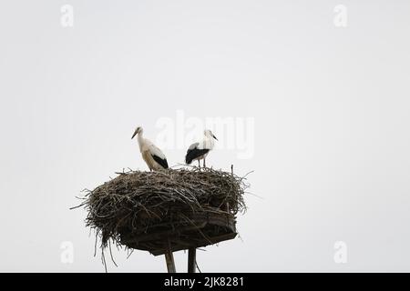 Brandenburg: Storchennest in PrädikowPrädikow ist ein Bezirk von Prötzel im Bezirk Märkisch-Oderland im Land Brandenburg. (Foto: Simone Kuhlmey/Pacific Press) Quelle: Pacific Press Media Production Corp./Alamy Live News Stockfoto