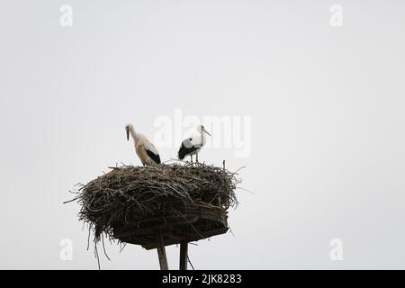 Brandenburg: Storchennest in PrädikowPrädikow ist ein Bezirk von Prötzel im Bezirk Märkisch-Oderland im Land Brandenburg. (Foto: Simone Kuhlmey/Pacific Press) Quelle: Pacific Press Media Production Corp./Alamy Live News Stockfoto