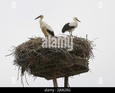 Brandenburg: Storchennest in PrädikowPrädikow ist ein Bezirk von Prötzel im Bezirk Märkisch-Oderland im Land Brandenburg. (Foto: Simone Kuhlmey/Pacific Press) Quelle: Pacific Press Media Production Corp./Alamy Live News Stockfoto