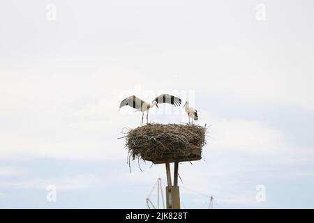 Brandenburg: Storchennest in PrädikowPrädikow ist ein Bezirk von Prötzel im Bezirk Märkisch-Oderland im Land Brandenburg. (Foto: Simone Kuhlmey/Pacific Press) Quelle: Pacific Press Media Production Corp./Alamy Live News Stockfoto