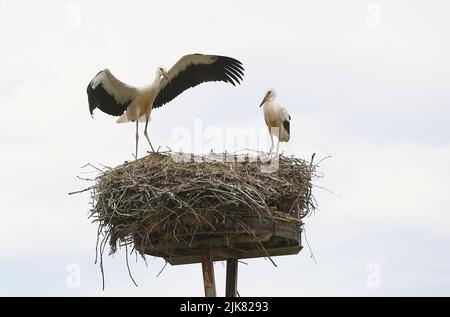 Brandenburg: Storchennest in PrädikowPrädikow ist ein Bezirk von Prötzel im Bezirk Märkisch-Oderland im Land Brandenburg. (Foto: Simone Kuhlmey/Pacific Press) Quelle: Pacific Press Media Production Corp./Alamy Live News Stockfoto