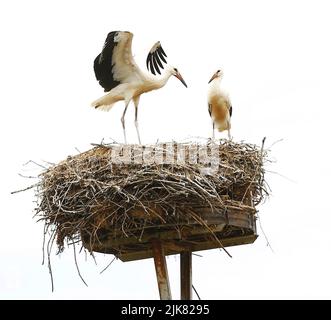 Brandenburg: Storchennest in PrädikowPrädikow ist ein Bezirk von Prötzel im Bezirk Märkisch-Oderland im Land Brandenburg. (Foto: Simone Kuhlmey/Pacific Press) Quelle: Pacific Press Media Production Corp./Alamy Live News Stockfoto