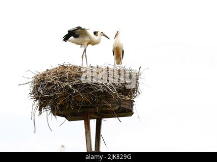 Brandenburg: Storchennest in PrädikowPrädikow ist ein Bezirk von Prötzel im Bezirk Märkisch-Oderland im Land Brandenburg. (Foto: Simone Kuhlmey/Pacific Press) Quelle: Pacific Press Media Production Corp./Alamy Live News Stockfoto