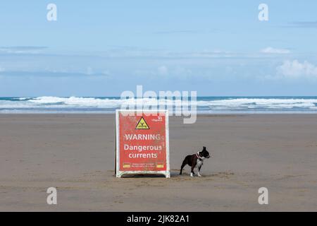 Ein Warnschild am Strand warnt vor gefährlichen Strömungen. Ein Boston Terrier Hund sitzt neben dem Schild und Atlantische Wellen stürzen im Hintergrund ab Stockfoto