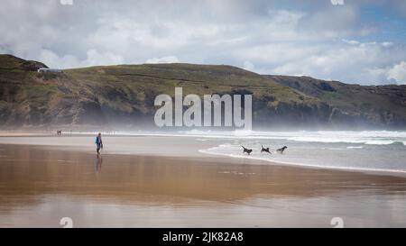 Drei Hunde und eine Dame am Strand. Drei Hunde spielen und tummeln sich im Meer, während der Besitzer zuschaut. Grüne Klippen, weiße Wolken und blauer Himmel Hintergrund Stockfoto