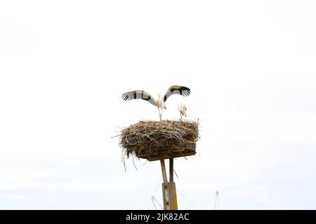 Brandenburg: Storchennest in PrädikowPrädikow ist ein Bezirk von Prötzel im Bezirk Märkisch-Oderland im Land Brandenburg. (Foto: Simone Kuhlmey/Pacific Press) Quelle: Pacific Press Media Production Corp./Alamy Live News Stockfoto