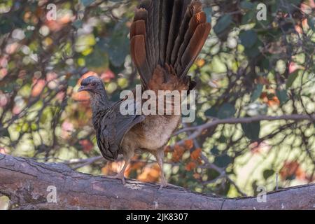 Ein Chaco chachalaca (Ortalis canicollis), mit aufgebrachten Schwanzfedern, züchtet im brasilianischen Unterholz nach Insekten, Früchten und Pflanzenstoffen. Stockfoto