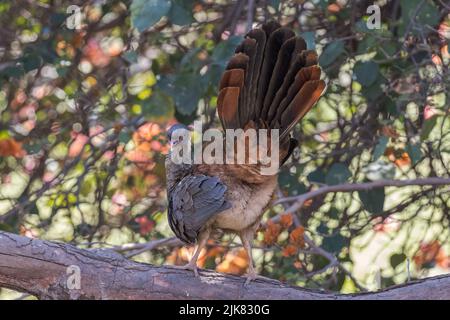 Ein Chaco chachalaca (Ortalis canicollis), mit aufgebrachten Schwanzfedern, züchtet im brasilianischen Unterholz nach Insekten, Früchten und Pflanzenstoffen. Stockfoto