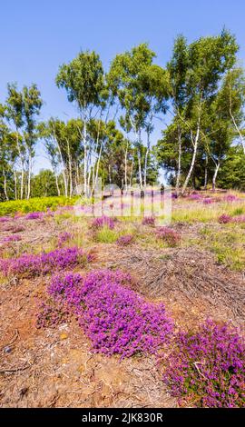 Heide auf dem Chobham Common, Surrey, Südostengland mit violetter Heide und einer Reihe silberner Birken (Betula pendula)-Bäume, blauer Himmel an einem sonnigen Tag Stockfoto