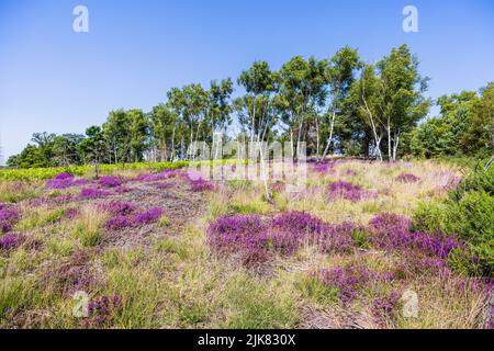 Heide auf dem Chobham Common, Surrey, Südostengland mit violetter Heide und einer Reihe silberner Birken (Betula pendula)-Bäume, blauer Himmel an einem sonnigen Tag Stockfoto