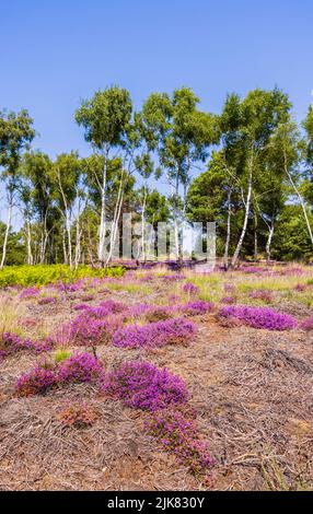 Heide auf dem Chobham Common, Surrey, Südostengland mit violetter Heide und einer Reihe silberner Birken (Betula pendula)-Bäume, blauer Himmel an einem sonnigen Tag Stockfoto