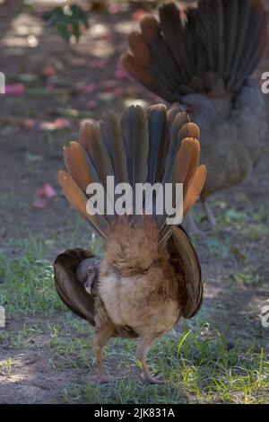 Die Chaco chachalaca (Ortalis canicollis) ist mit Guanen und Kuassauen verwandt. Sie ernähren sich im Unterholz nach Insekten, Früchten und Pflanzenstoffen. Stockfoto