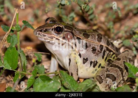 Südlicher Leopardenfrosch (Rana sphenocephala) im Garten, Galveston, TX Stockfoto