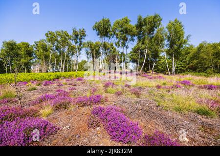 Heide auf dem Chobham Common, Surrey, Südostengland mit violetter Heide und einer Reihe silberner Birken (Betula pendula)-Bäume, blauer Himmel an einem sonnigen Tag Stockfoto