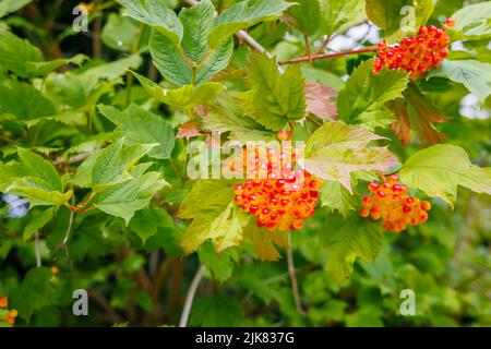 Nahaufnahme eines Bündels von orangefarbenen bis roten wachsartigen Steinfrüchten von Viburnum opulus (Wachsenrose) im Sommer in Devon, Südwestengland Stockfoto