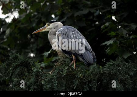 GRAUREIHER IM BAUM, BIRDWORLD, FARNHAM, SURREY Stockfoto