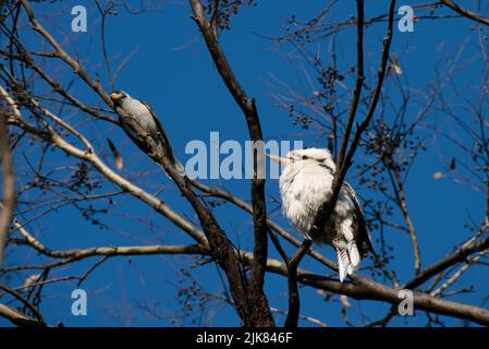 Ein lachender Kookaburra (Dacelo novaeguineae) und ein australischer Noisy Miner Manorina melanocephala auf einem Baum in Sydney; New South Wales; Austr Stockfoto