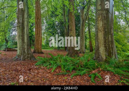 Große Redwood-Bäume im Wald von Stanley Park, Vancouver, British Columbia, Kanada. Stockfoto