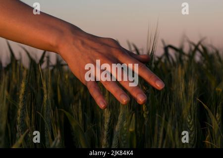 Die Hand der Frauen berührt im späten Abendlicht vorsichtig einen grünen Weizen auf einem Feld Stockfoto