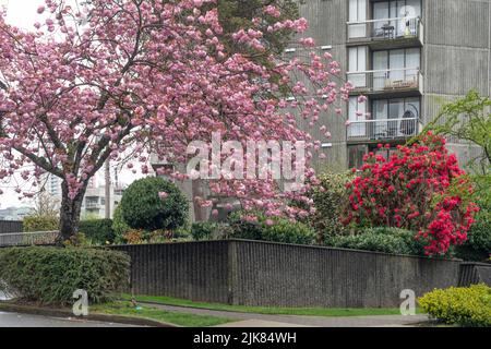 Dekorative Kirschbäume blühen in den Wohnstraßen von Vancouver, British Columbia, Kanada. Stockfoto