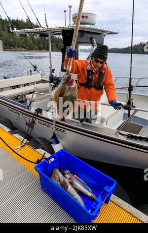 Langara Island, British Columbia, Kanada - 1. Juni 2022: Angelführer mit Fang des Tages auf dem Yachthafen und Dock der Langara Fishing Lodge Stockfoto