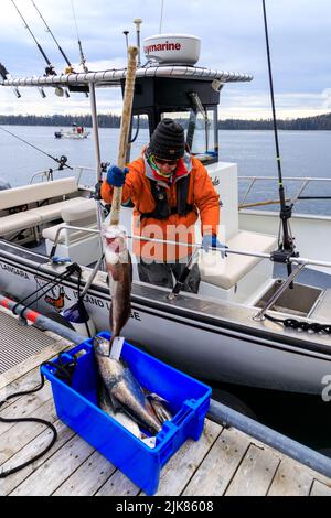 Langara Island, British Columbia, Kanada - 1. Juni 2022: Angelführer mit Fang des Tages auf dem Yachthafen und Dock der Langara Fishing Lodge Stockfoto