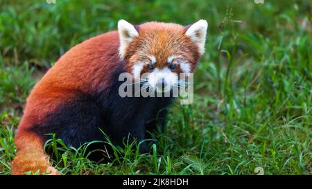 Der Rote Panda im Panda-Reservat in Chengdu, China, Asien. Stockfoto