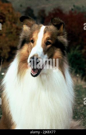 Lassie The Collie Dog Film: Lassie (1991) Regie: Daniel Petrie 22 July 1994 **WARNUNG** Dieses Foto ist nur für redaktionelle Zwecke bestimmt und unterliegt dem Copyright von PARAMOUNT und/oder des Fotografen, der von der Film- oder Produktionsfirma beauftragt wurde und darf nur von Publikationen im Zusammenhang mit der Bewerbung des oben genannten Films reproduziert werden. Eine obligatorische Gutschrift an PARAMOUNT ist erforderlich. Der Fotograf sollte auch bei Bekanntwerden des Fotos gutgeschrieben werden. Ohne schriftliche Genehmigung der Film Company kann keine kommerzielle Nutzung gewährt werden. Stockfoto