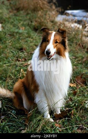 Lassie Film: Lassie (1994) Regie: Daniel Petrie 22 July 1994 **WARNUNG** Dieses Foto ist nur für den redaktionellen Gebrauch bestimmt und unterliegt dem Copyright von PARAMOUNT und/oder des Fotografen, der von der Film- oder Produktionsfirma beauftragt wurde und kann nur durch Publikationen im Zusammenhang mit der Bewerbung des oben genannten Films reproduziert werden. Eine obligatorische Gutschrift an PARAMOUNT ist erforderlich. Der Fotograf sollte auch bei Bekanntwerden des Fotos gutgeschrieben werden. Ohne schriftliche Genehmigung der Film Company kann keine kommerzielle Nutzung gewährt werden. Stockfoto