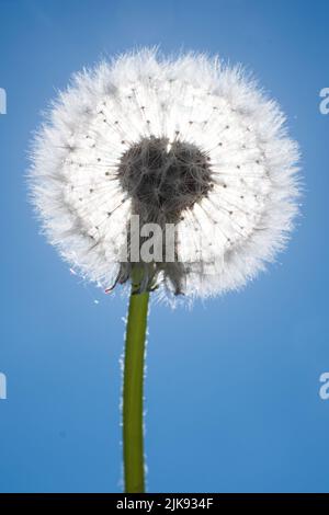 Weißer Löwenleucht in hellem Sonnenlicht am blauen Himmel. Taraxacum Stockfoto