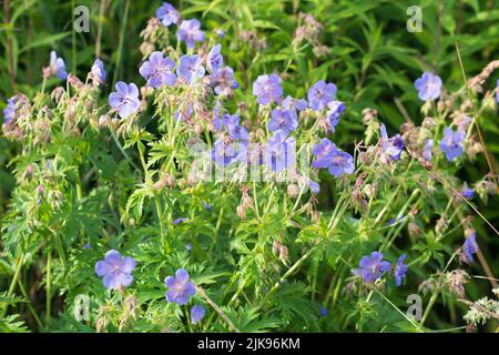 Geranium pratense, Wiese Geranium Sommer violette Blüten Closeup selektive Fokus Stockfoto