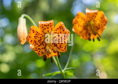 Oregon Lily (Lilium Columbianum) in den Cascade Mountains von Oregon. Aufgenommen in der Nähe von Mt Hood, Oregon. Stockfoto