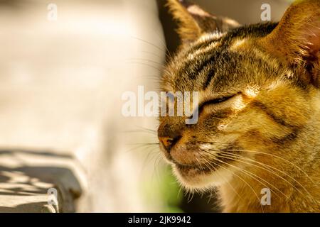 Nahaufnahme Einer Katze mit einer Kombination aus schwarzen, orangen und braunen Farben, ein Haustier, das in der muslimischen Gesellschaft im Trend liegt Stockfoto