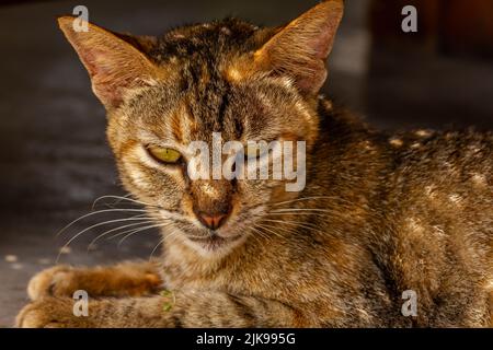 Nahaufnahme Einer Katze mit einer Kombination aus schwarzen, orangen und braunen Farben, ein Haustier, das in der muslimischen Gesellschaft im Trend liegt Stockfoto