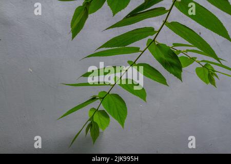 Nahaufnahme von grünen Kirschblättern mit herzförmiger Form, gezackten Blatträndern mit einer leicht haarigen, rauen Oberfläche Stockfoto