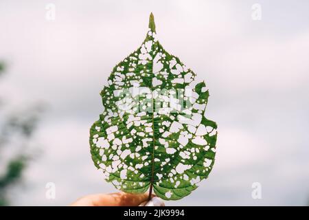 Isoliertes Bild eines Actinidienblattes mit Löchern, die von Raupen gefressen werden. Hochwertige Fotos Stockfoto